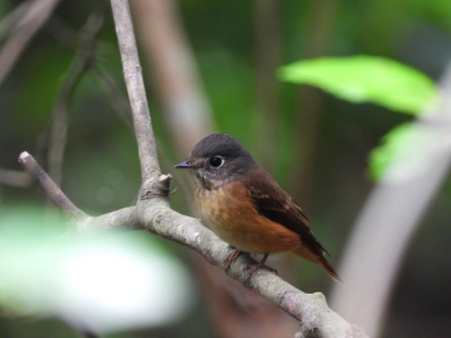 Ferruginous Flycatcher